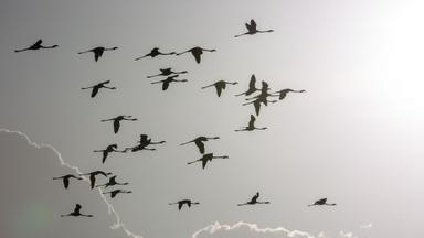 La increíble migración animal 1x2