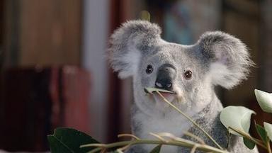 Izzy y los koalas 1x3