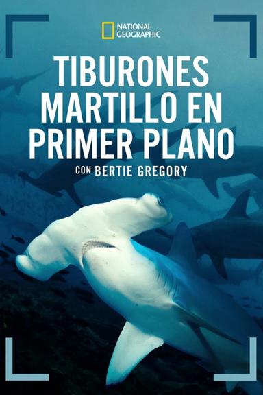 Tiburones martillo en primer plano con Bertie Gregory